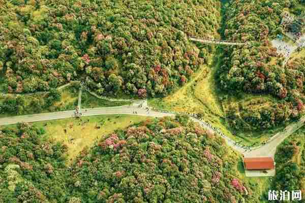 2020百里杜鹃开花了吗 观赏路线和景点介绍 2020百里杜鹃开花了吗 观赏路线和景点介绍