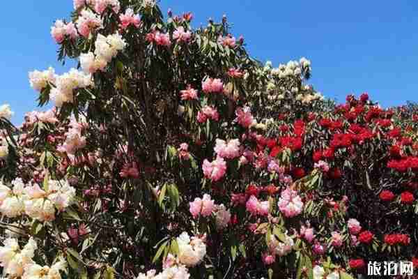2020百里杜鹃开花了吗 观赏路线和景点介绍 2020百里杜鹃开花了吗 观赏路线和景点介绍