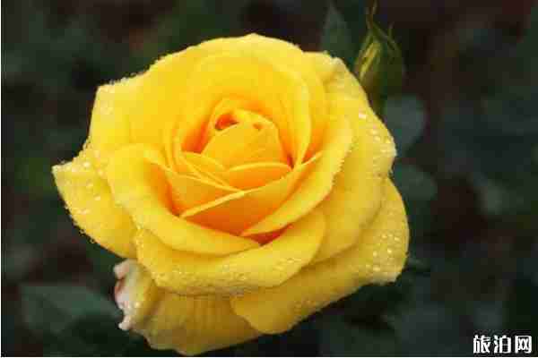 五月深圳賞花景點介紹