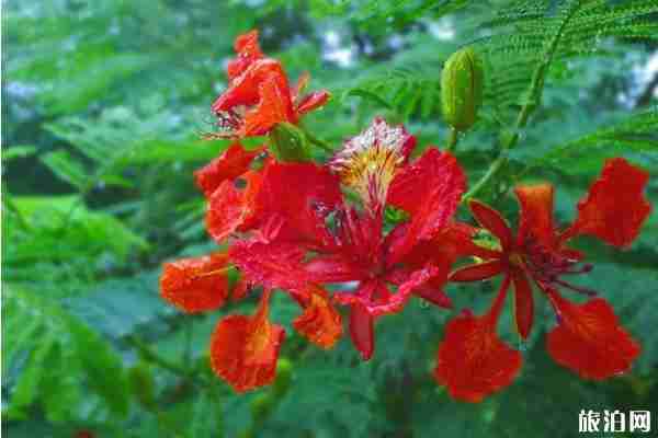 五月深圳賞花景點介紹