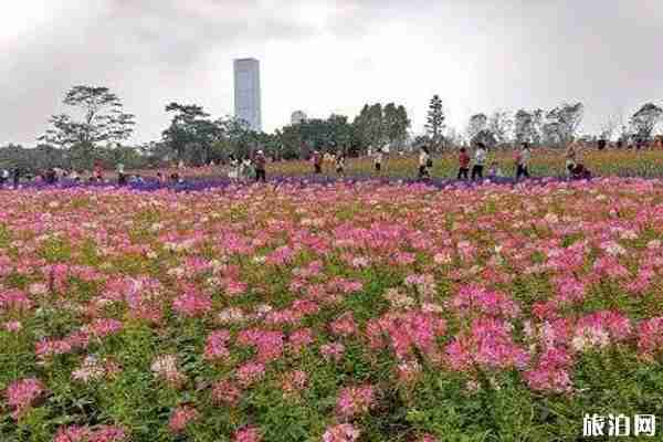 五月深圳賞花景點介紹