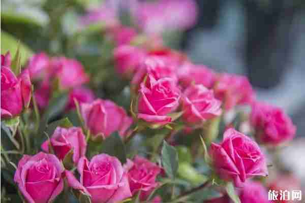 五月深圳賞花景點介紹