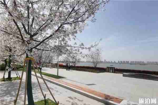 2020南京幕燕滨江樱花大道预约攻略
