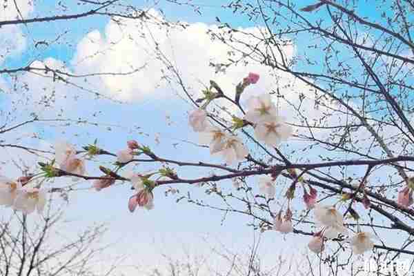 2020南京幕燕滨江樱花大道预约攻略