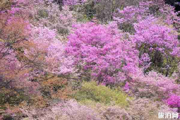 2020大珠山风景区开放时间 门票预约和优惠政策