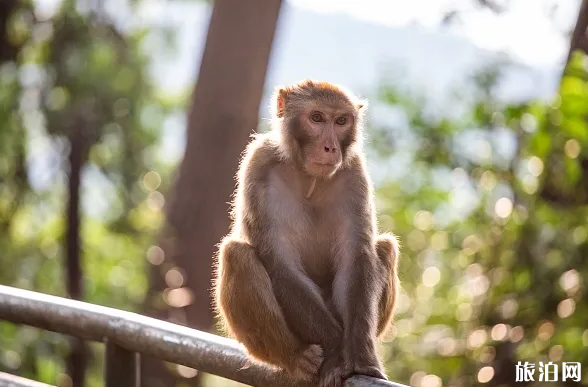 2020贵阳黔灵山公园什么时候开放 贵州恢复开放公园 2020贵阳黔灵山公园什么时候开放 贵州恢复开放公园