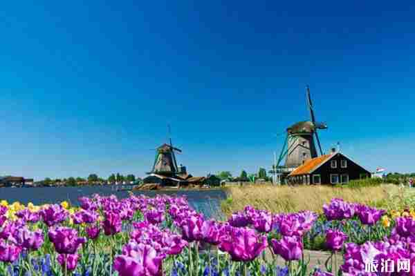 2020荷兰郁金香什么时候开 2020荷兰郁金香什么时候开