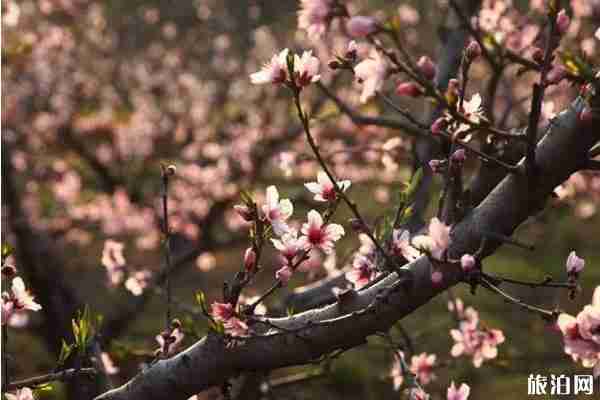 无锡阳山春天赏花的地方推荐