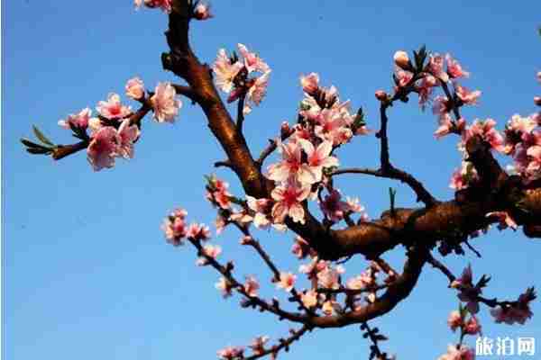 无锡阳山春天赏花的地方推荐