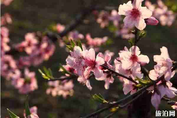 无锡阳山春天赏花的地方推荐