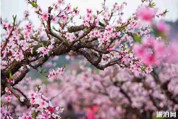 无锡阳山春天赏花的地方推荐