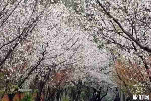 南昌樱花哪里有 南昌哪里看樱花