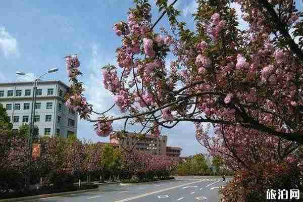 南昌樱花哪里有 南昌哪里看樱花
