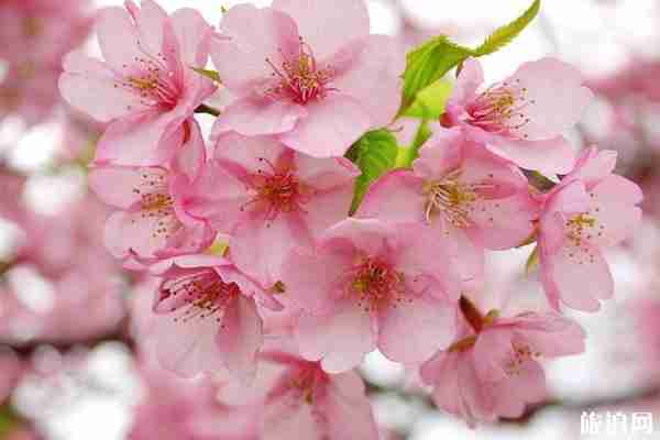 南昌樱花哪里有 南昌哪里看樱花
