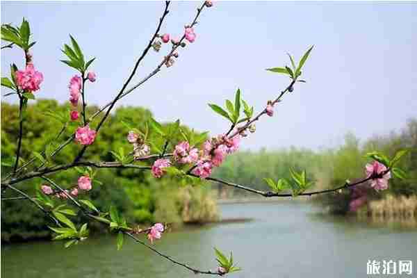 南昌樱花哪里有 南昌哪里看樱花