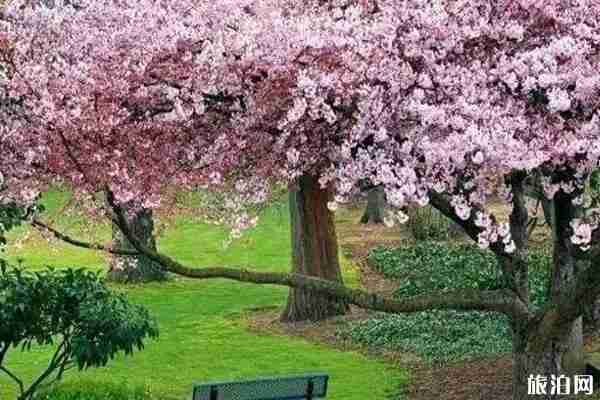南昌樱花哪里有 南昌哪里看樱花