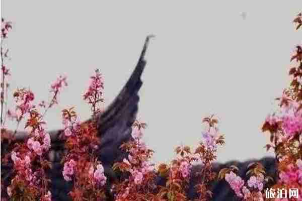 南昌樱花哪里有 南昌哪里看樱花