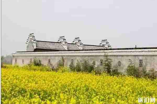 南昌油菜花哪里看