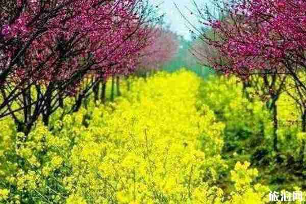 南昌油菜花哪里看