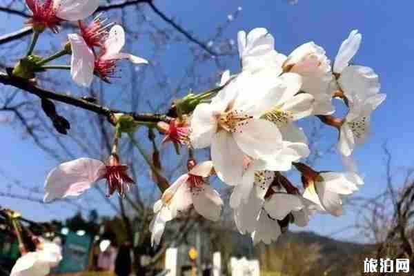 温州哪里可以看到樱花 观赏路线推荐 温州哪里可以看到樱花 观赏路线推荐