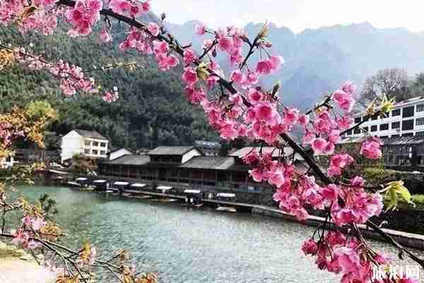 温州哪里可以看到樱花 观赏路线推荐 温州哪里可以看到樱花 观赏路线推荐