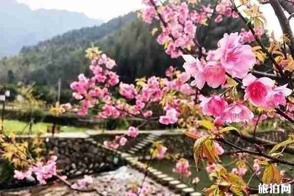 温州哪里可以看到樱花 观赏路线推荐 温州哪里可以看到樱花 观赏路线推荐