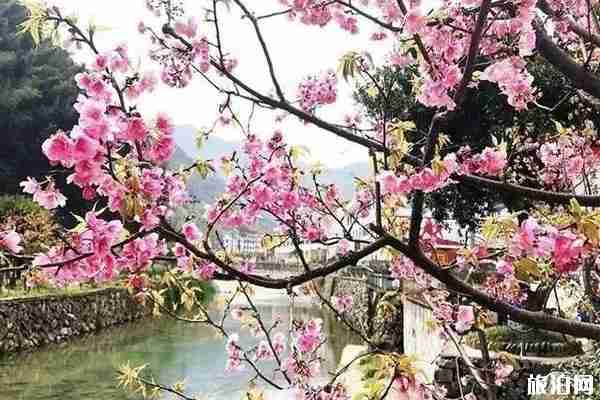 温州哪里可以看到樱花 观赏路线推荐 温州哪里可以看到樱花 观赏路线推荐