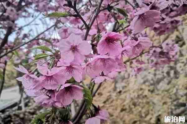 温州哪里可以看到樱花 观赏路线推荐 温州哪里可以看到樱花 观赏路线推荐
