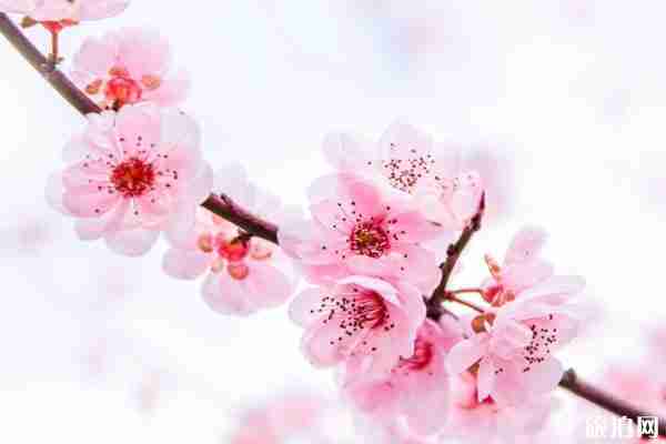 2020武汉及周边春季赏花地图 2020武汉及周边春季赏花地图