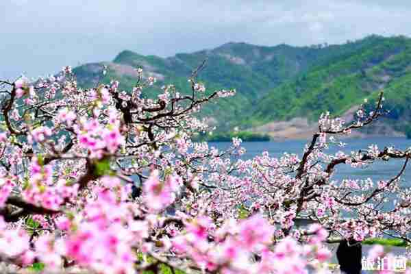 2020武汉及周边春季赏花地图 2020武汉及周边春季赏花地图