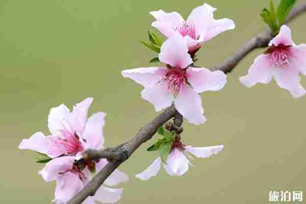 2020武汉及周边春季赏花地图 2020武汉及周边春季赏花地图