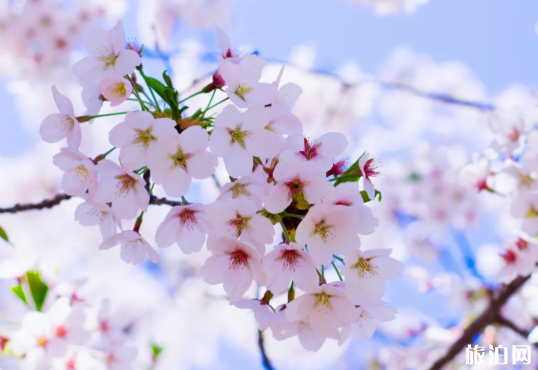 2020郑州开放景点优惠活动信息 郑州对全国医护人员免票景点