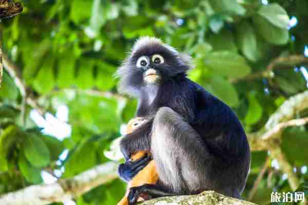 2020成都动物园开门没有 门票购买和游玩攻略 2020成都动物园开门没有 门票购买和游玩攻略