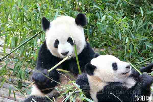 2020成都动物园开门没有 门票购买和游玩攻略 2020成都动物园开门没有 门票购买和游玩攻略