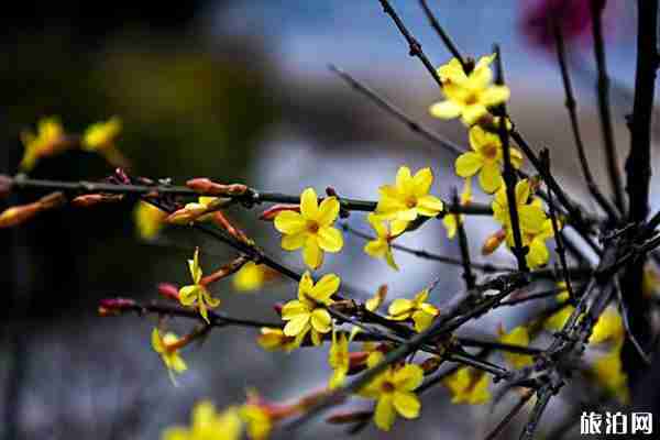 2020太原赏花攻略 2020太原赏花攻略