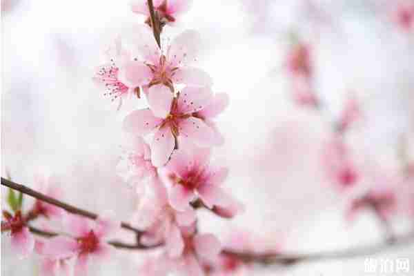 2020太原赏花攻略 2020太原赏花攻略