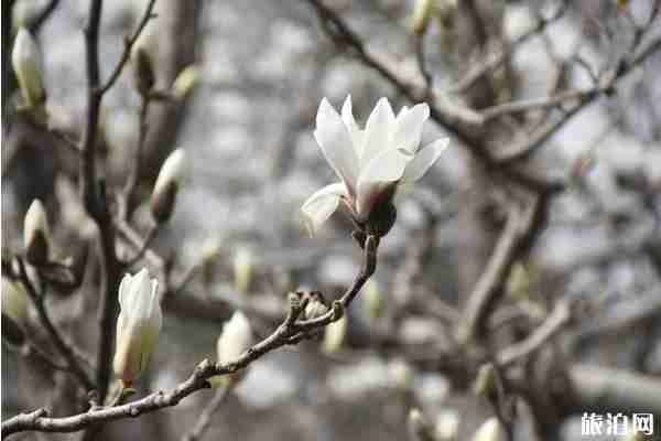 2020太原赏花攻略 2020太原赏花攻略