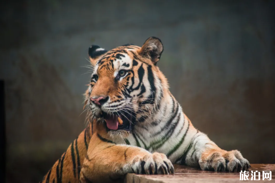 2020年天津動物園開門了嗎 天津3月28日恢復開放景點