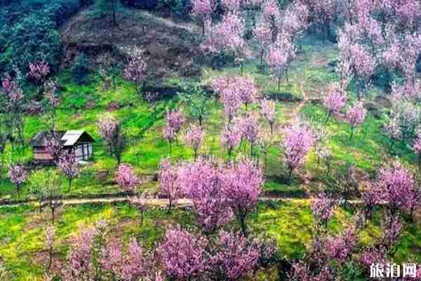 2020年崇州三郎鎮櫻花幾月開 崇州三郎鎮櫻花基地在哪里