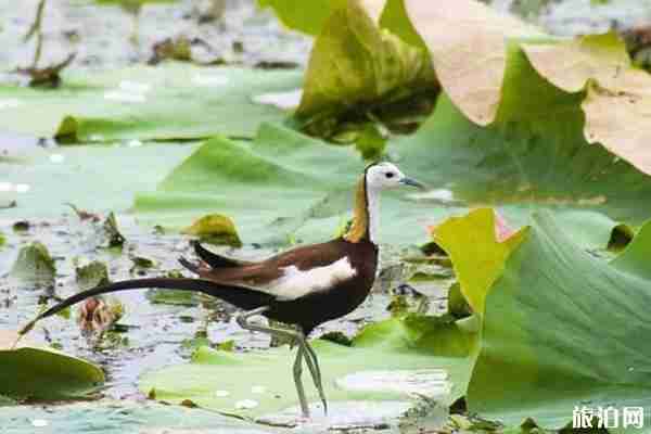 2020武漢觀鳥最佳地點光谷攻略