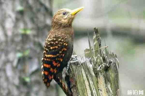 2020武漢觀鳥最佳地點光谷攻略