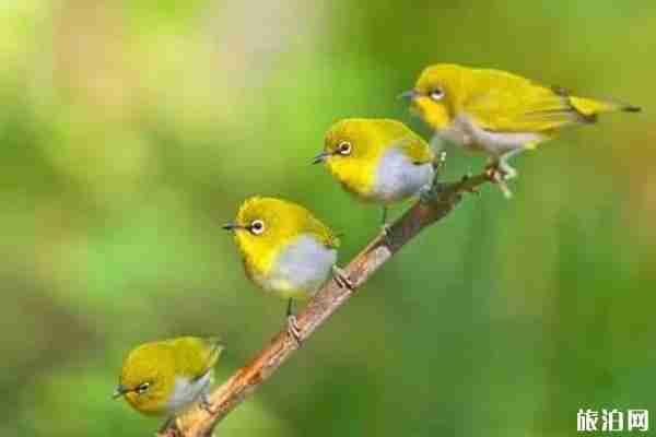 2020武漢觀鳥最佳地點光谷攻略