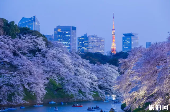 2020日本櫻花開放時間 日本櫻花去哪里看最漂亮