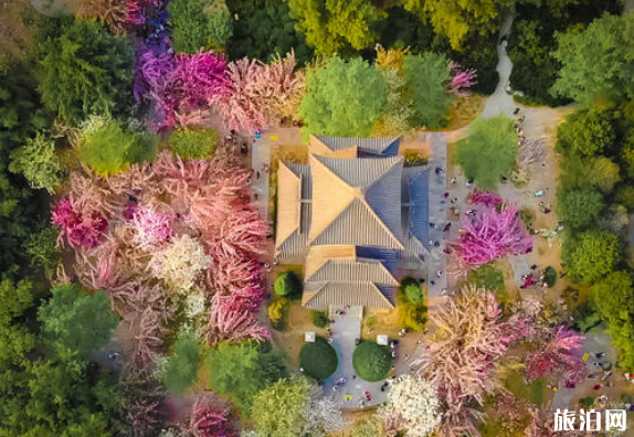 2020西安青龙寺樱花直播时间及赏花攻略 2020西安青龙寺樱花直播时间及赏花攻略