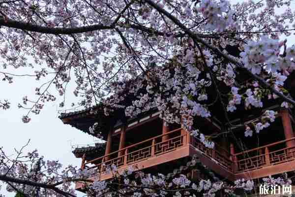 2020西安青龙寺樱花直播时间及赏花攻略 2020西安青龙寺樱花直播时间及赏花攻略