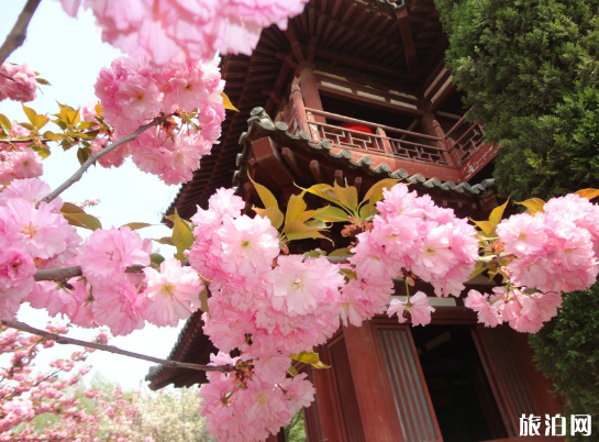 2020西安青龙寺樱花直播时间及赏花攻略 2020西安青龙寺樱花直播时间及赏花攻略