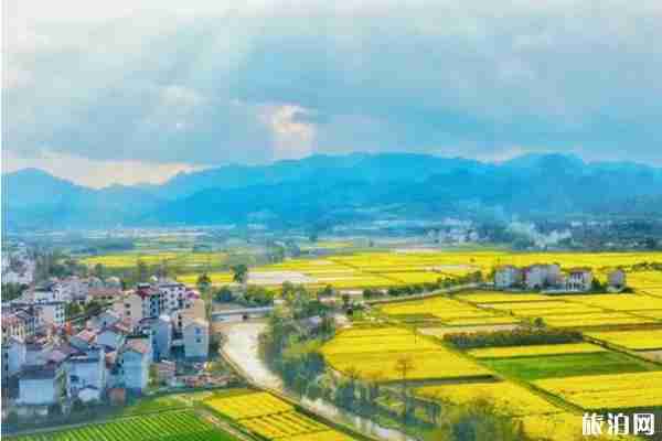 浙江油菜花最美的地方 浙江油菜花景点介绍 浙江油菜花最美的地方 浙江油菜花景点介绍
