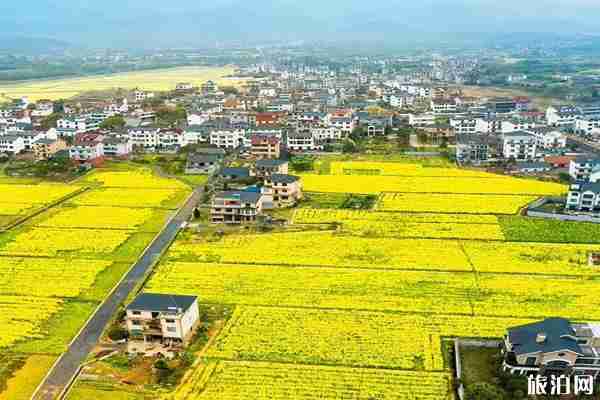 浙江油菜花最美的地方 浙江油菜花景点介绍 浙江油菜花最美的地方 浙江油菜花景点介绍