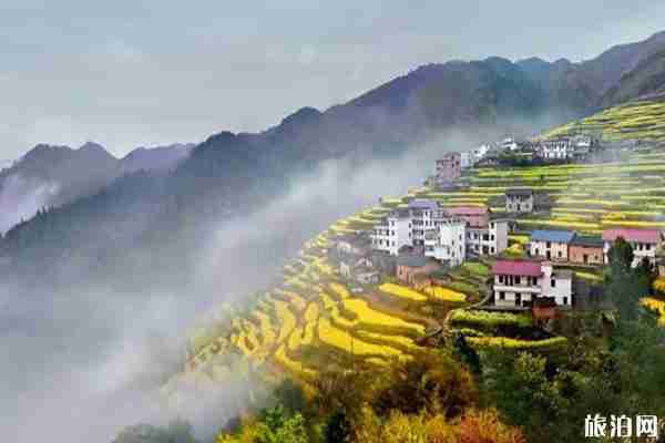 浙江油菜花最美的地方 浙江油菜花景点介绍 浙江油菜花最美的地方 浙江油菜花景点介绍