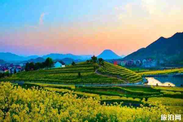 浙江油菜花最美的地方 浙江油菜花景点介绍 浙江油菜花最美的地方 浙江油菜花景点介绍